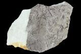 Plate Of Silurian Fossil Algae (Leveillites) - Estonia #102652-2